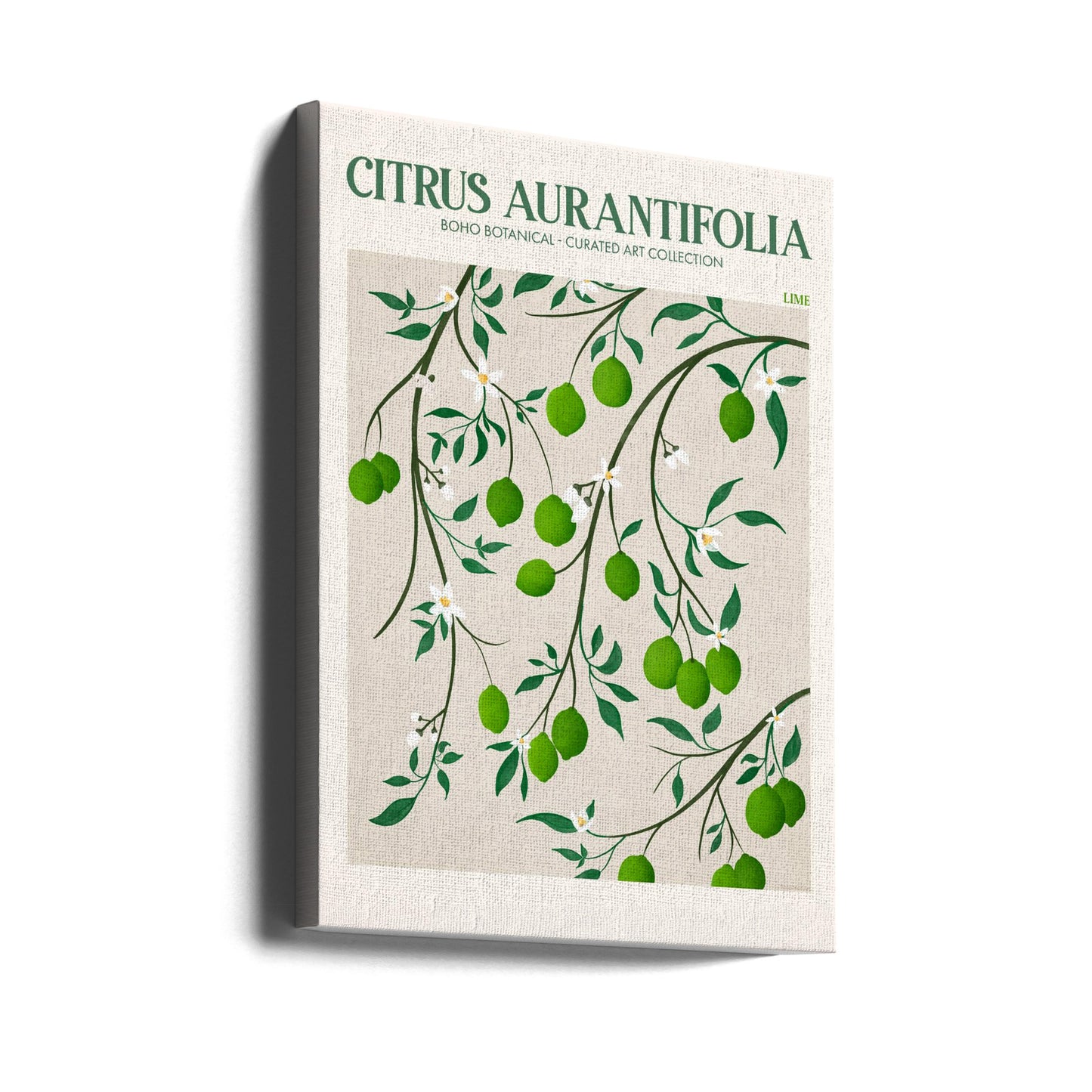 Citrus Aurantifolia - Lime | Lærredsbilleder