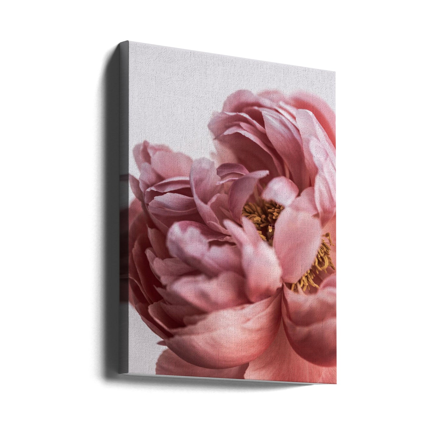 Pioenroos | Canvasprints