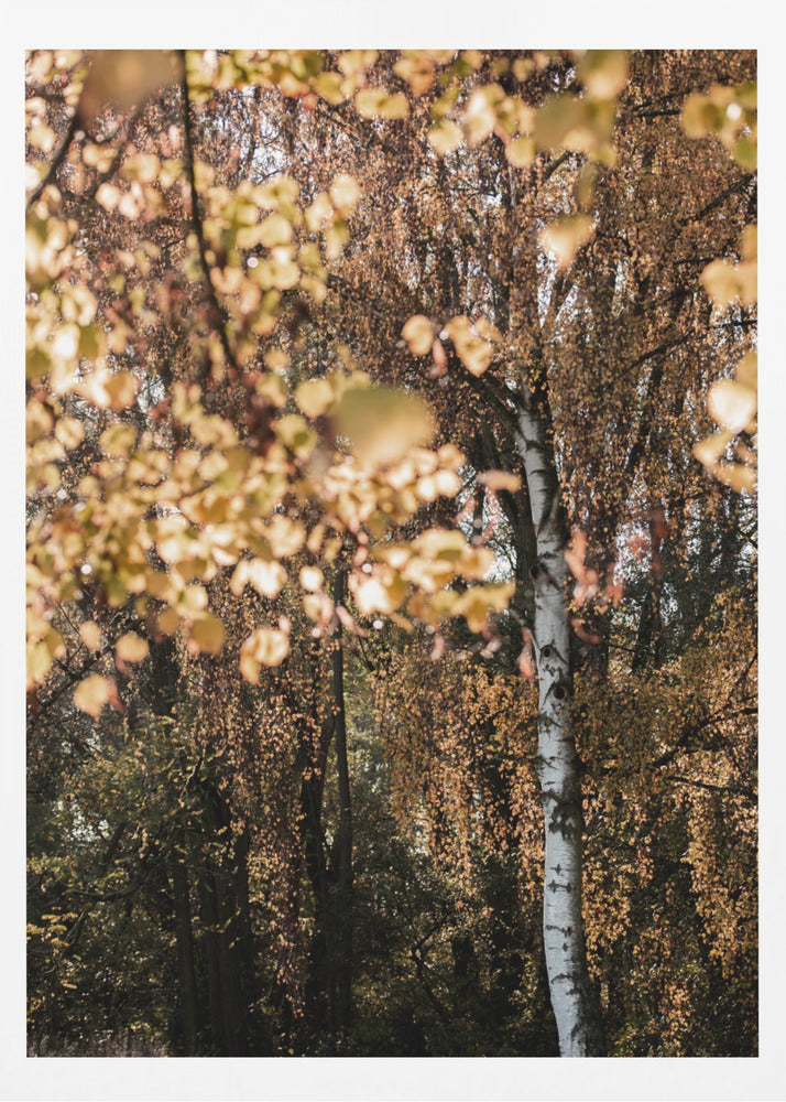 Autumn Birch Tree | Poster