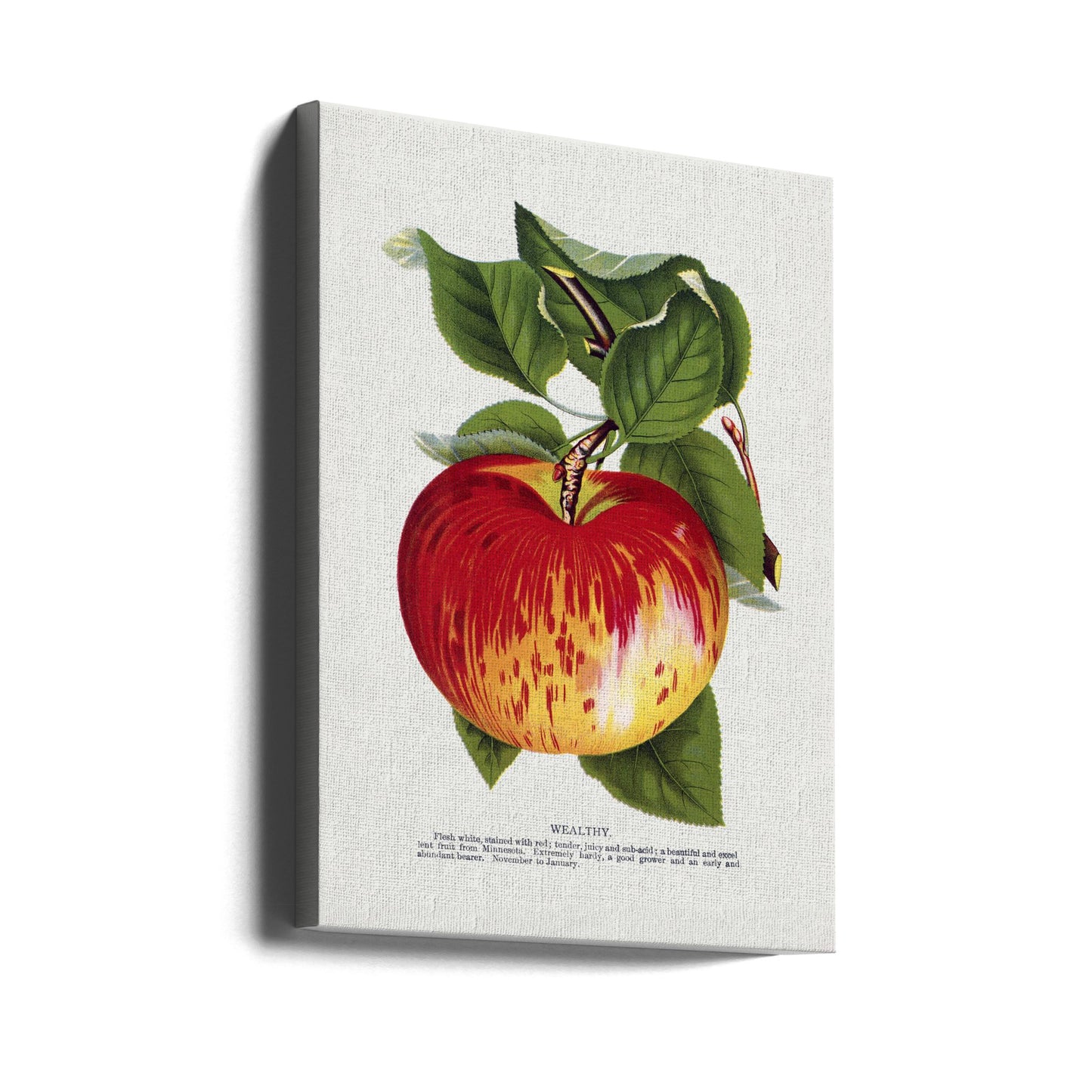 Wealthy Apple Lithograph | Canvas