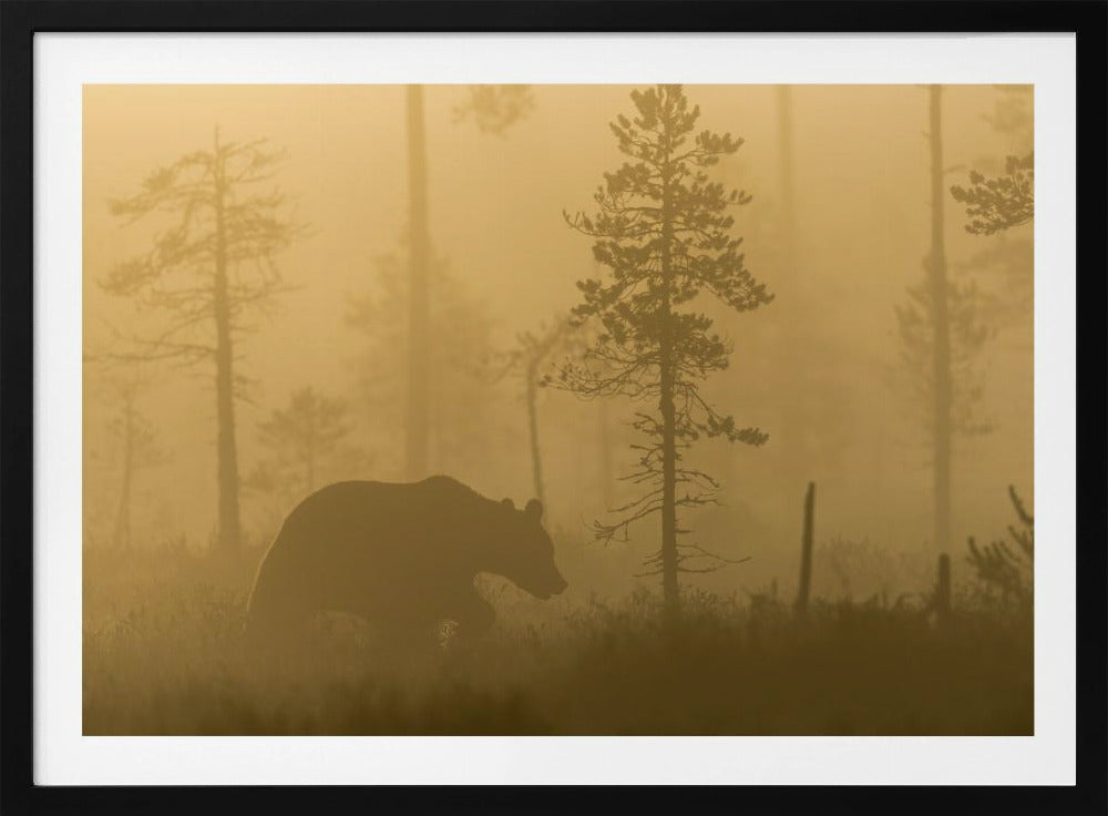 Nebbia mattutina | Poster - Stampe d’Arte