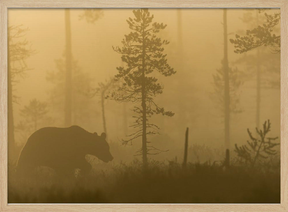 Nebbia mattutina | Poster - Stampe d’Arte