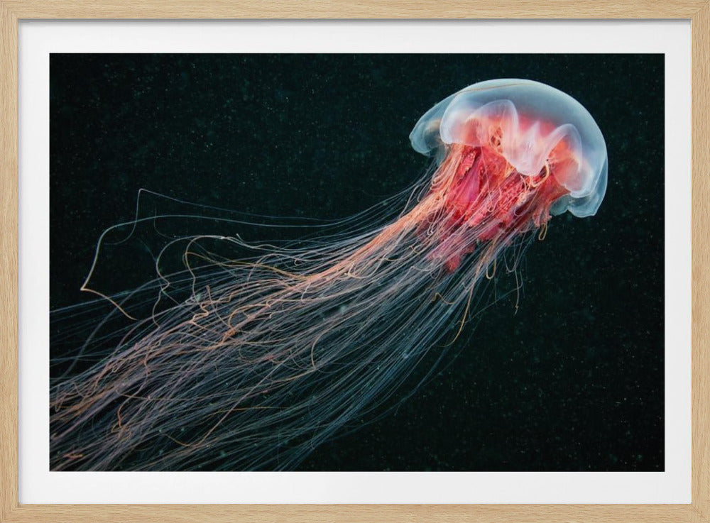 Coda lunga | Poster - Stampe d’Arte