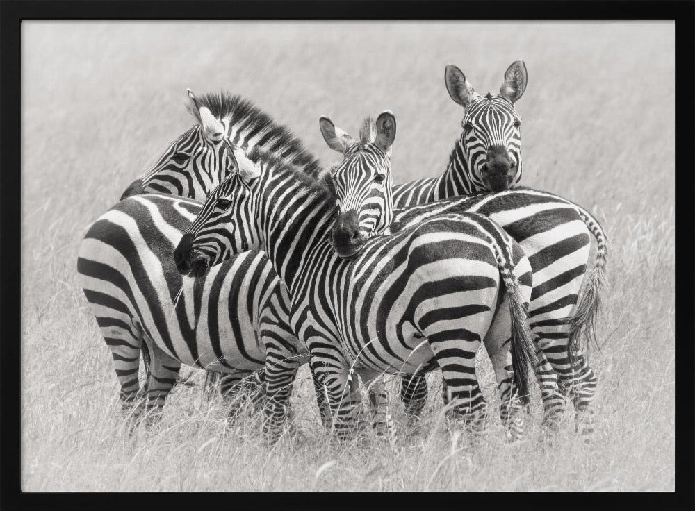 Zebraer | Plakater - Kunsttryk