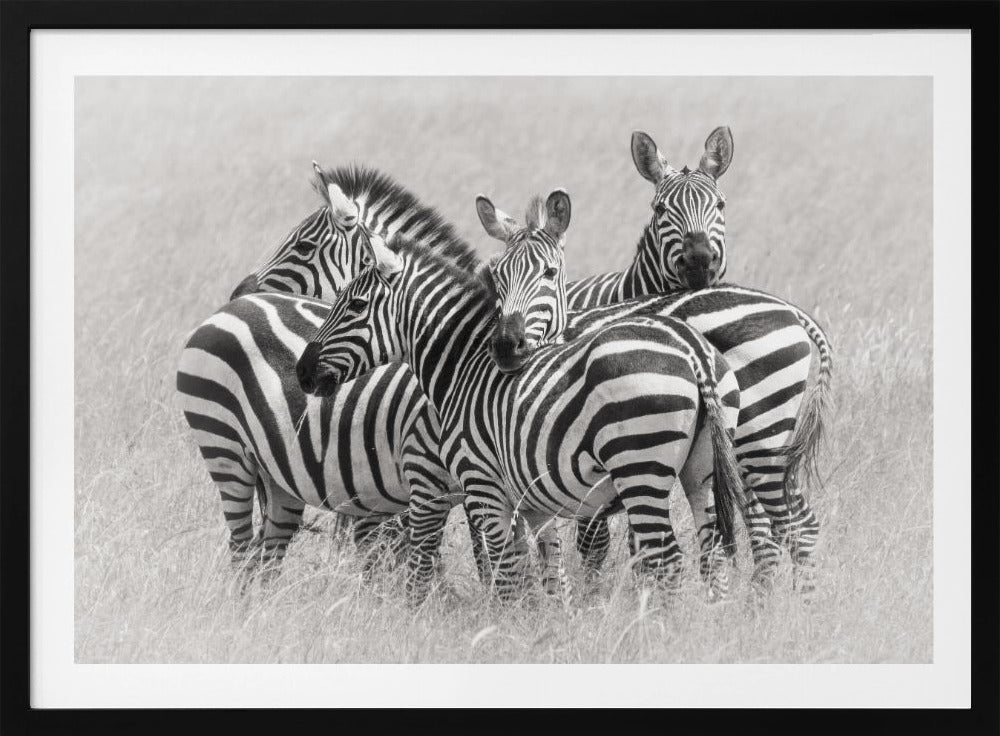 Zebraer | Plakater - Kunsttryk