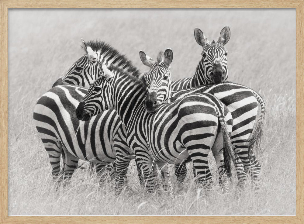 Zebraer | Plakater - Kunsttryk