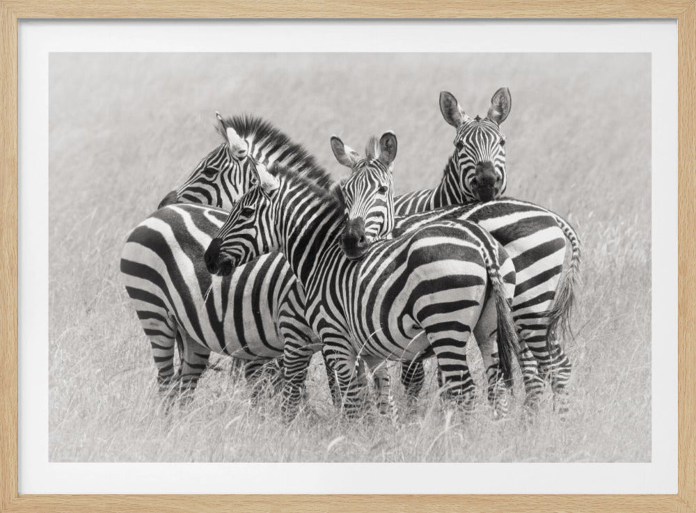 Zebraer | Plakater - Kunsttryk