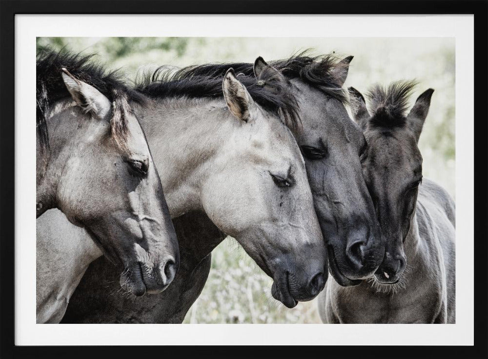Fire Konik-hester | Plakater - Kunsttrykk
