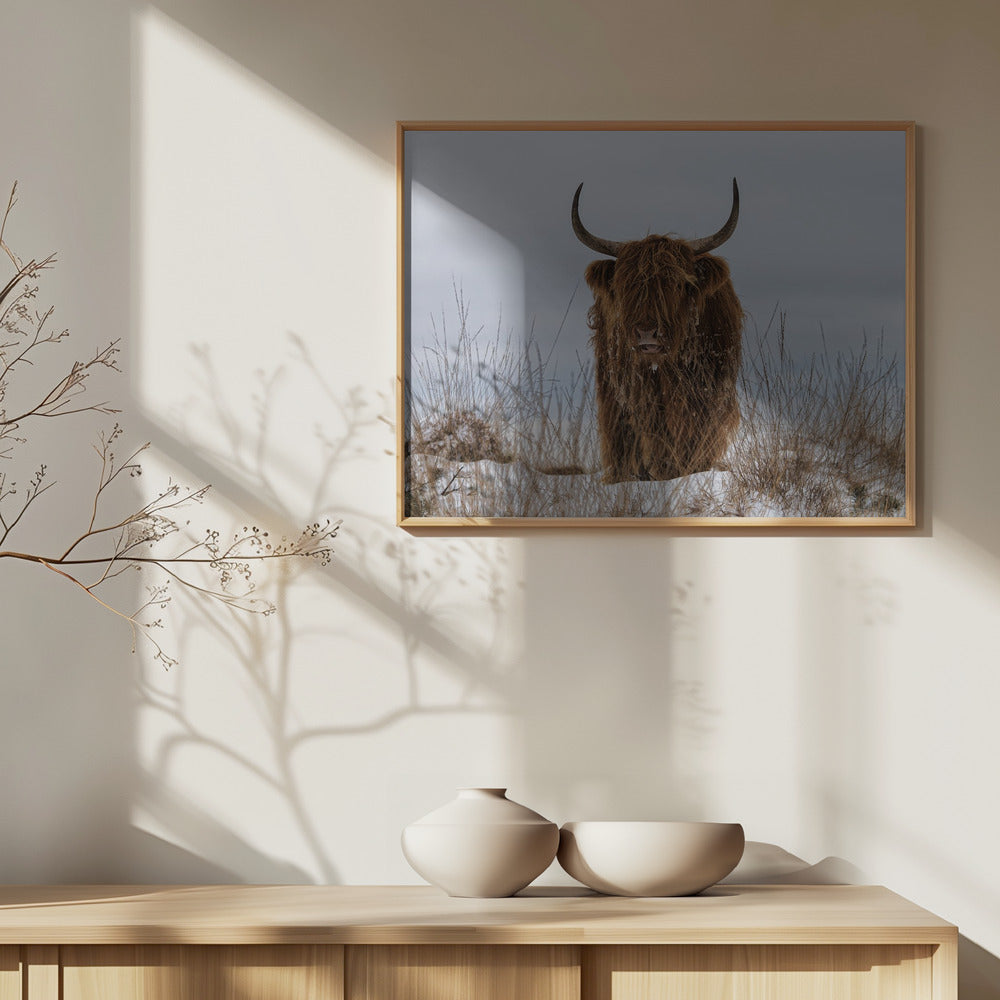 Highlander im Schnee | Poster - Kunstdruck