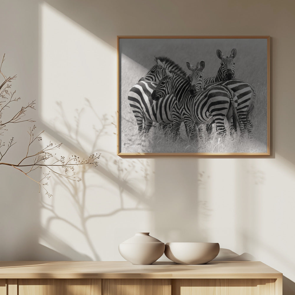 Zebraer | Plakater - Kunsttryk