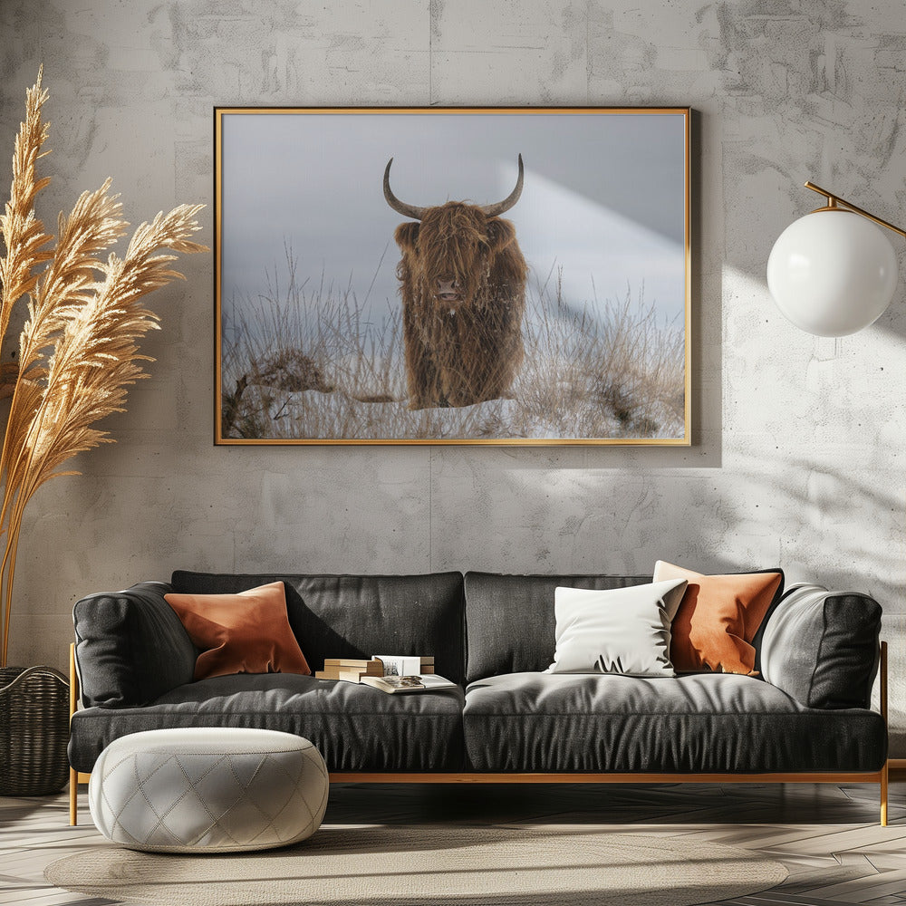 Highlander im Schnee | Poster - Kunstdruck