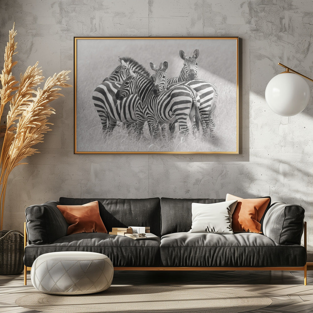 Zebraer | Plakater - Kunsttryk