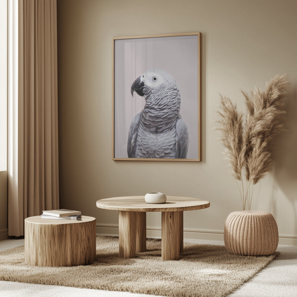 African Grey | Poster
