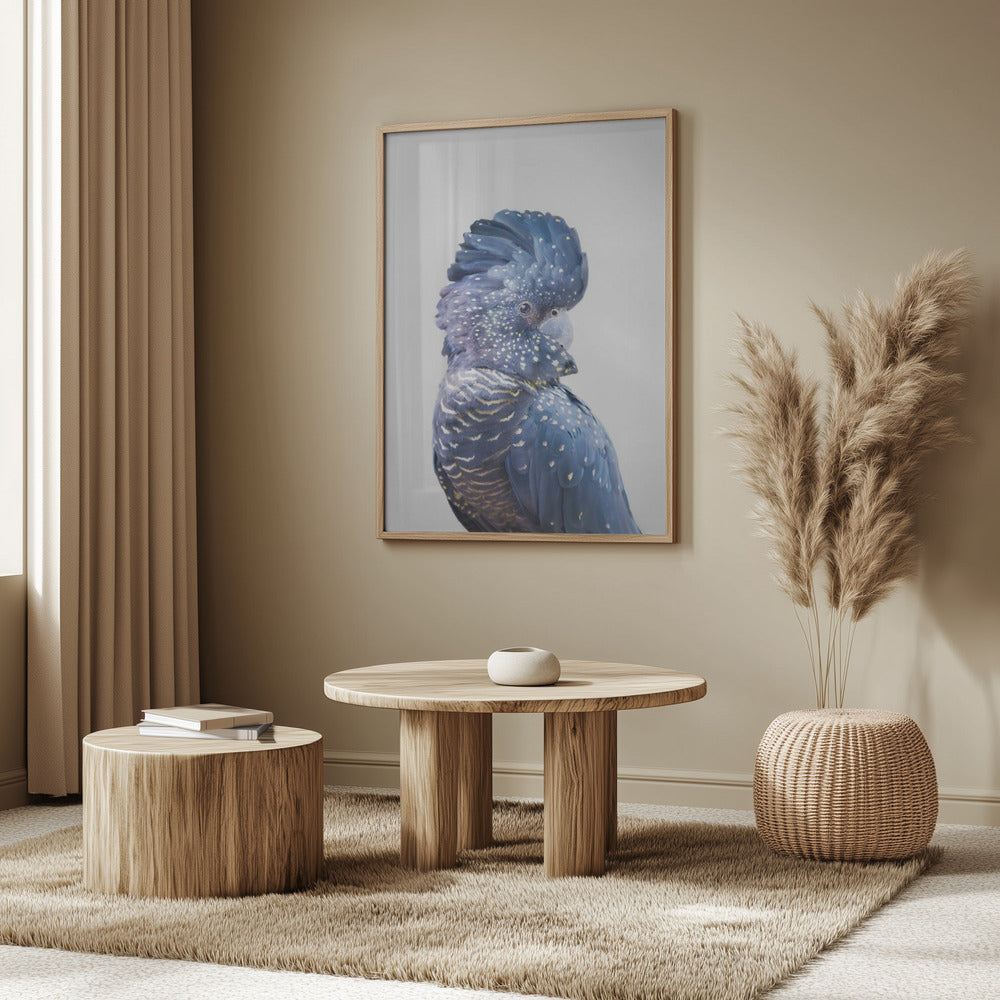 Black Cockatoo | Poster