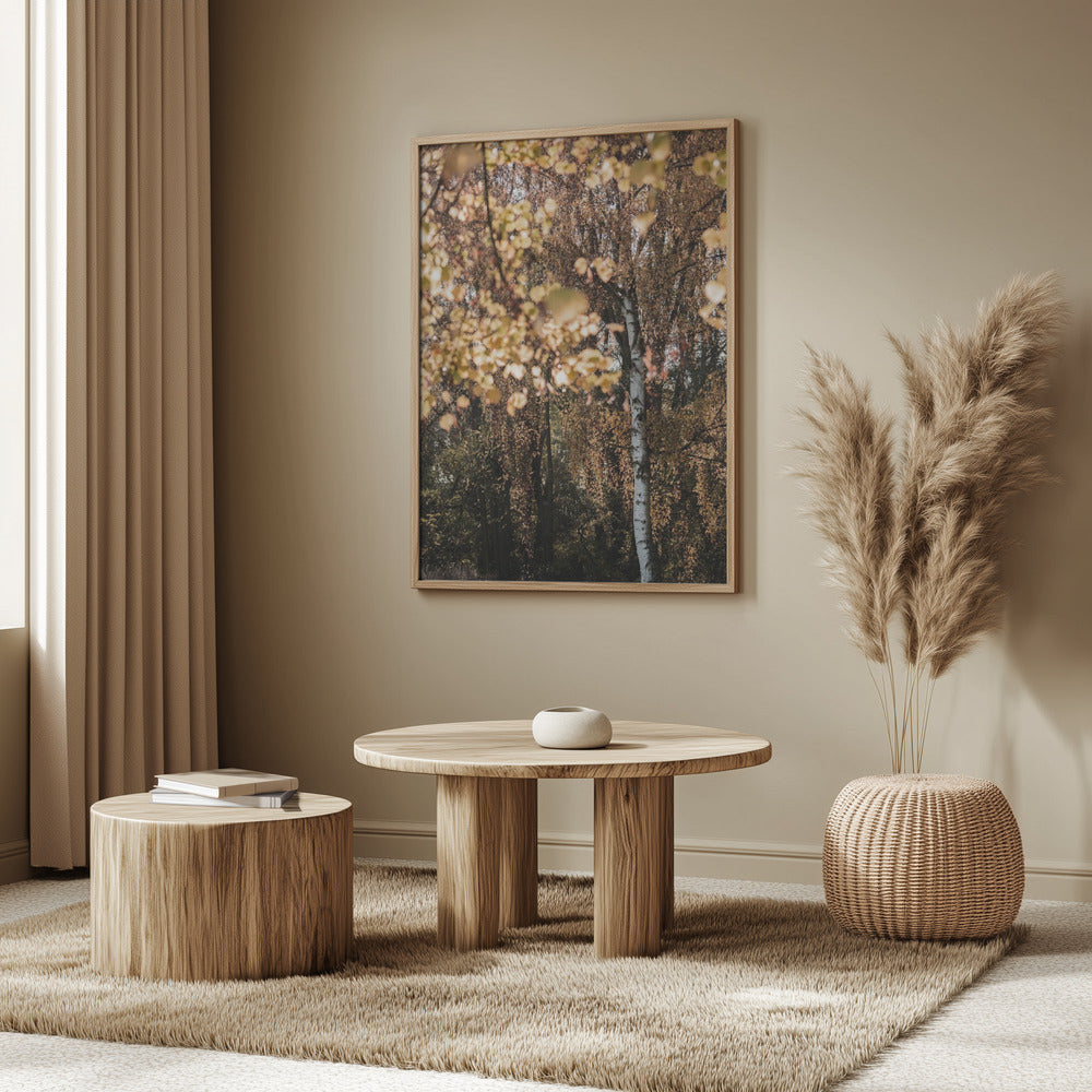 Autumn Birch Tree | Poster
