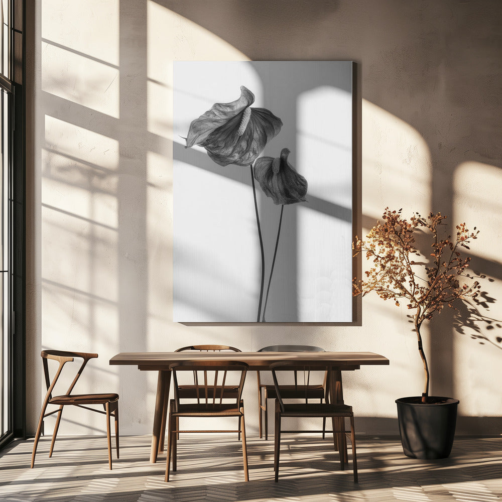 Anthurium | Canvas