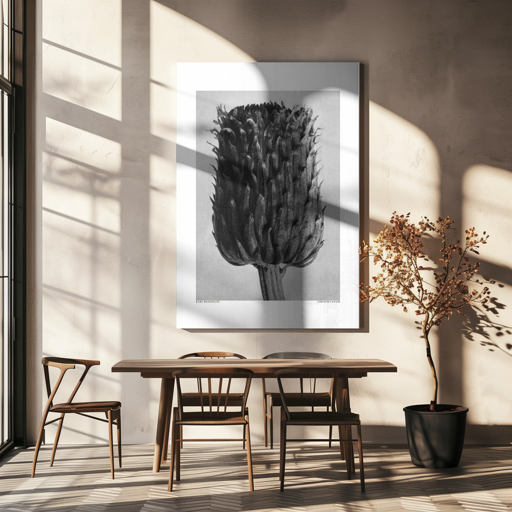 Cirsium Canum (oset) | Wydruki na łótnie