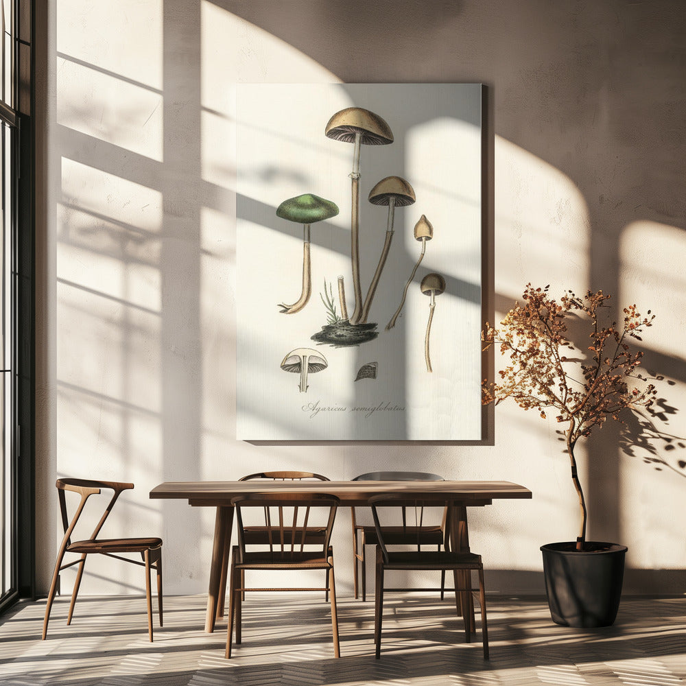 Agaricus Semiglobatus | Tableaux sur Toile