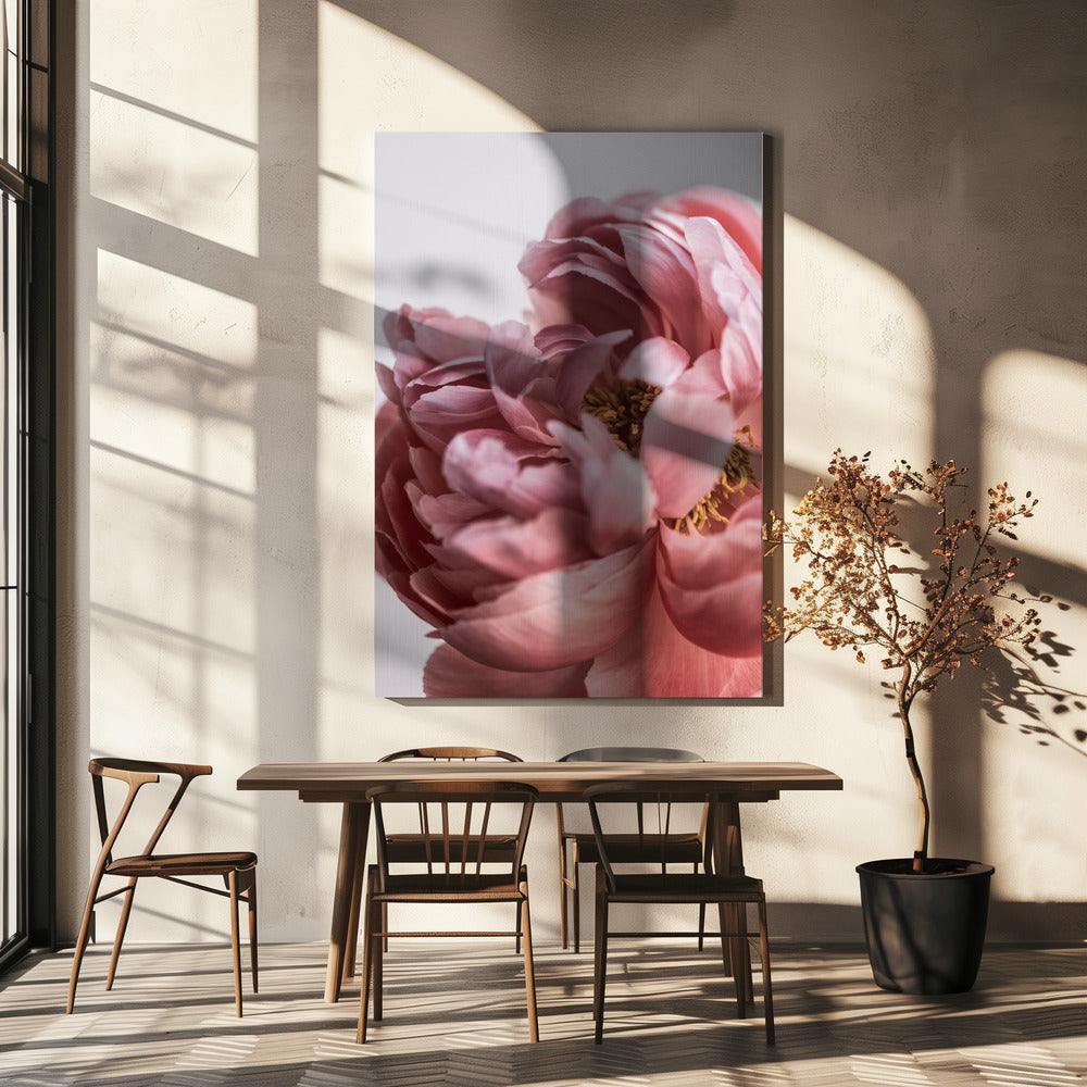 Pioenroos | Canvasprints