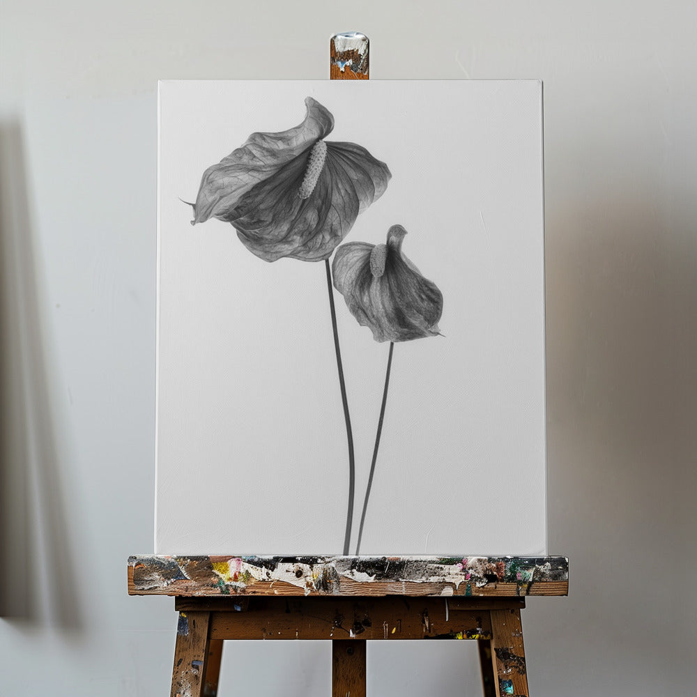 Anthurium | Canvas