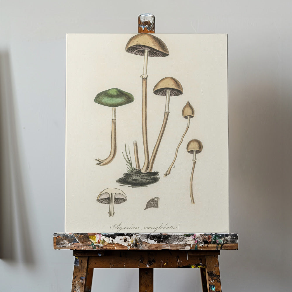 Agaricus Semiglobatus | Tableaux sur Toile