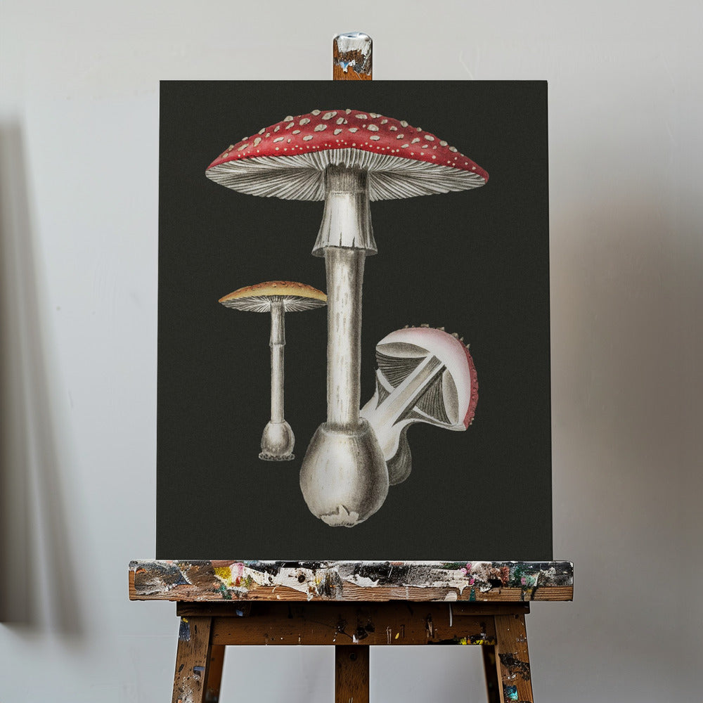 Amanita Muscaria Sfondo scuro | Stampe su Tela