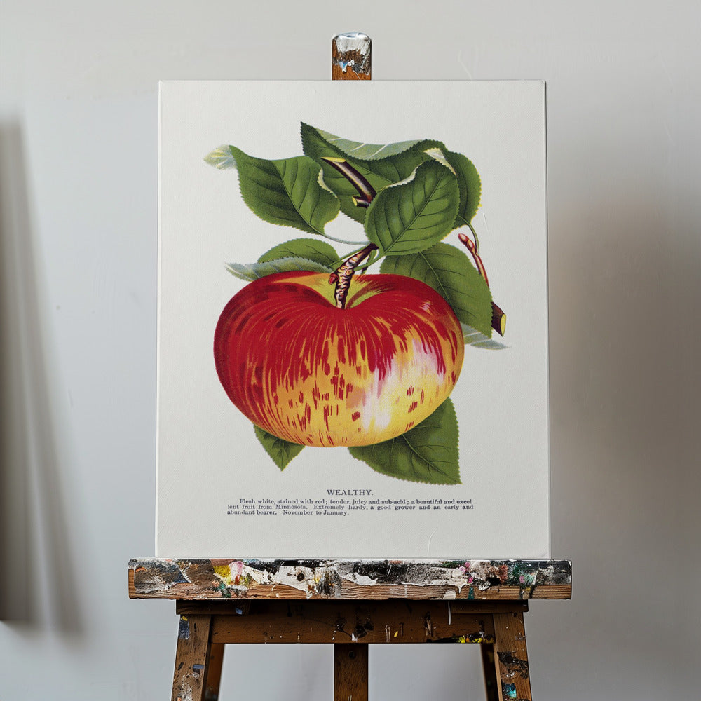 Wealthy Apple Lithograph | Canvas