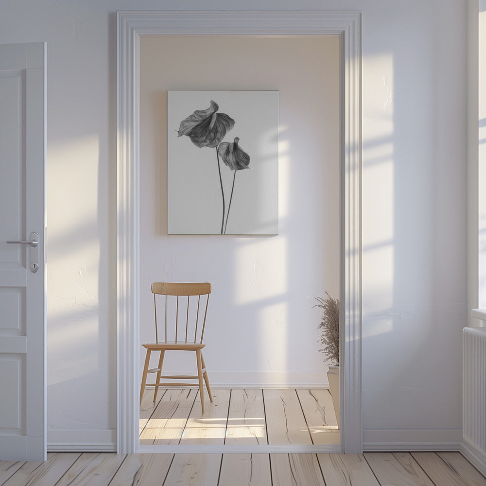 Anthurium | Canvas