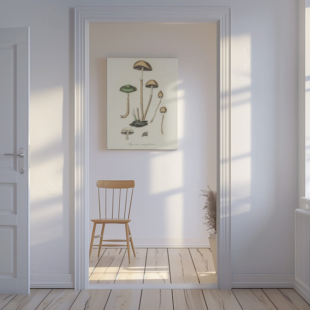 Agaricus Semiglobatus | Tableaux sur Toile