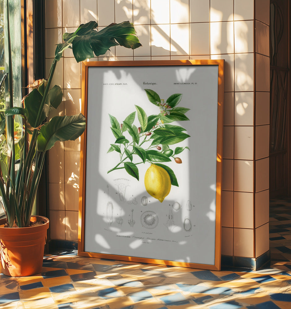 Citron (citrus Limonium) | Affisch
