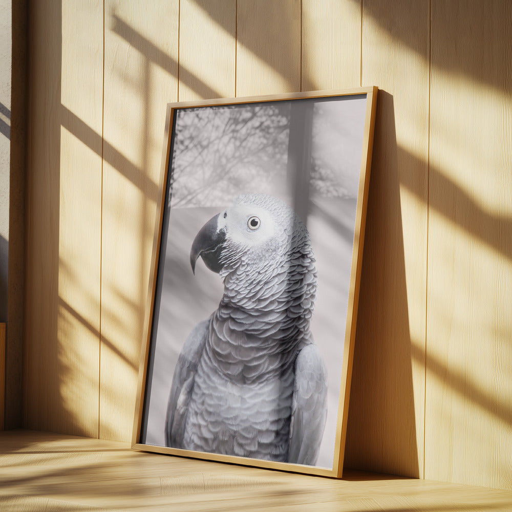 African Grey | Poster
