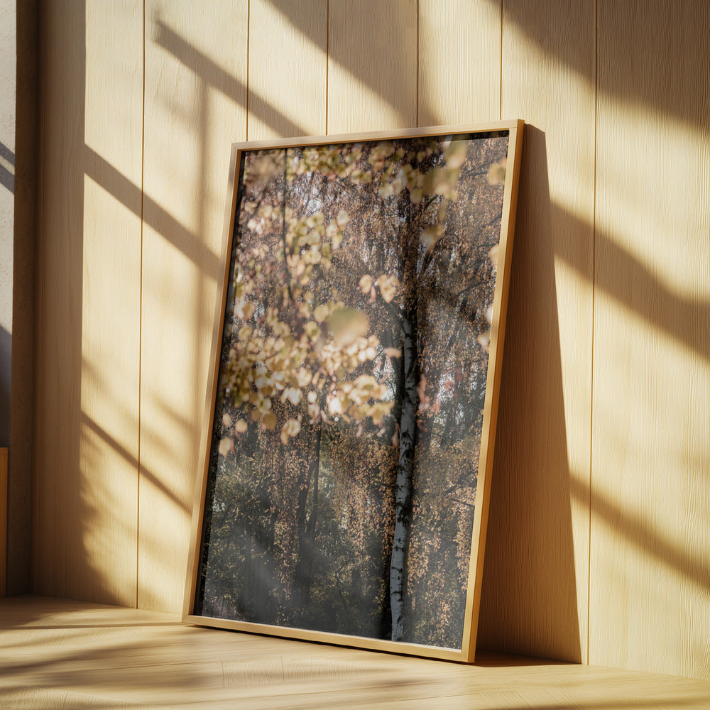 Autumn Birch Tree | Poster
