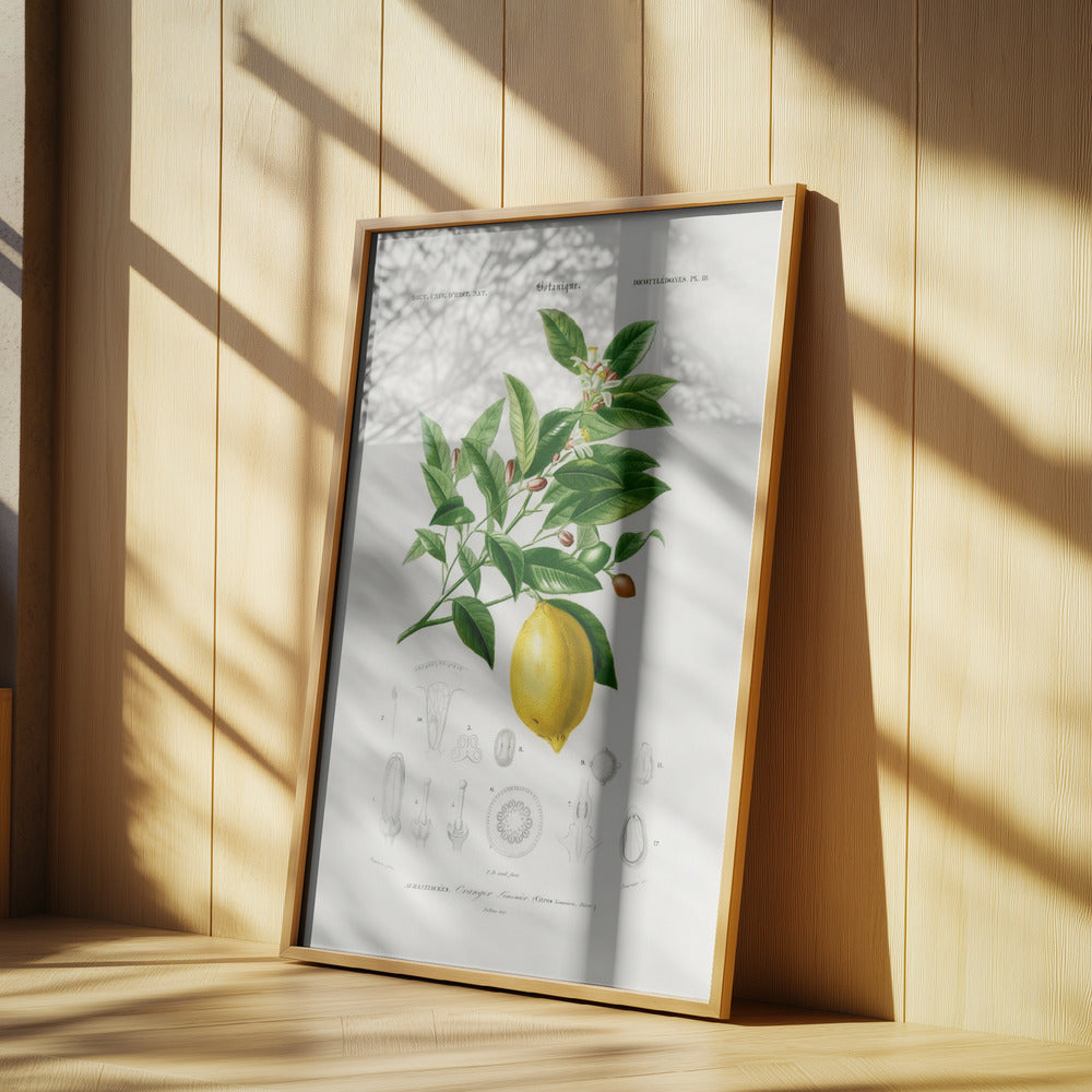Citron (citrus Limonium) | Affisch