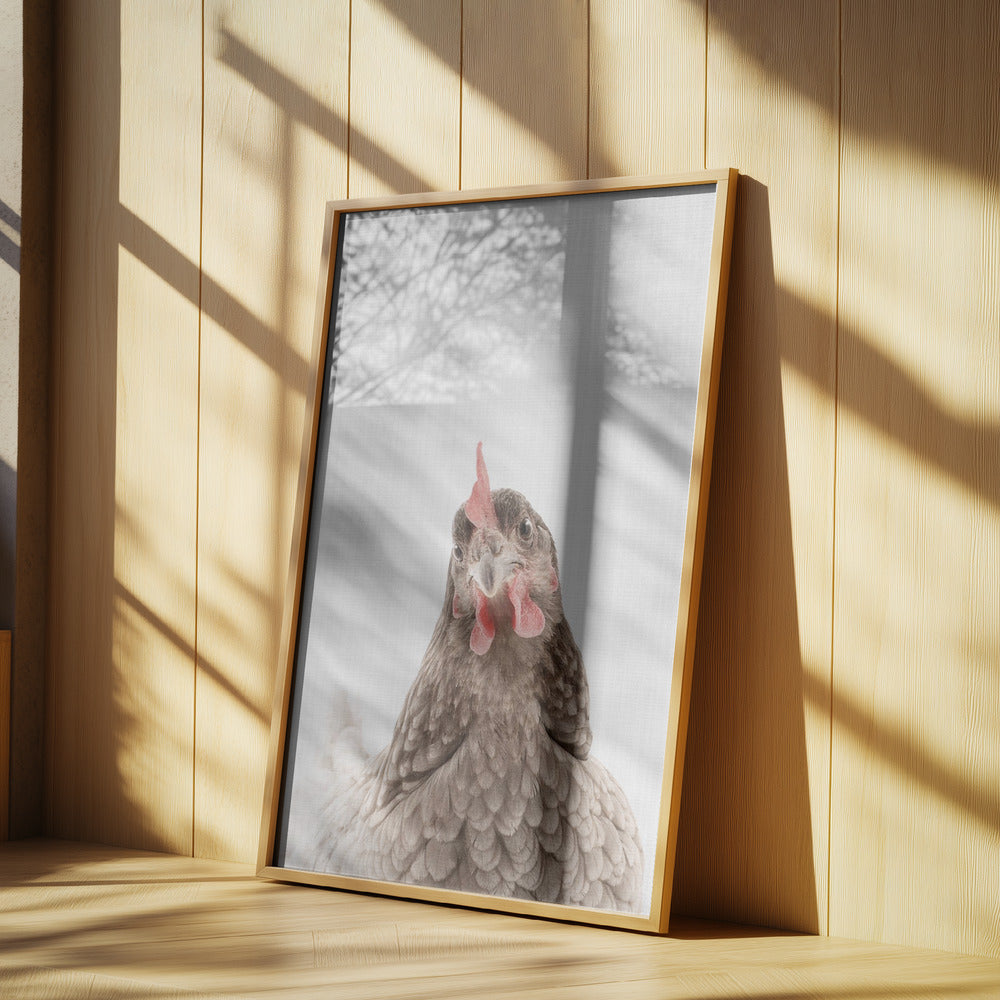 Peekaboo Chook | Poster
