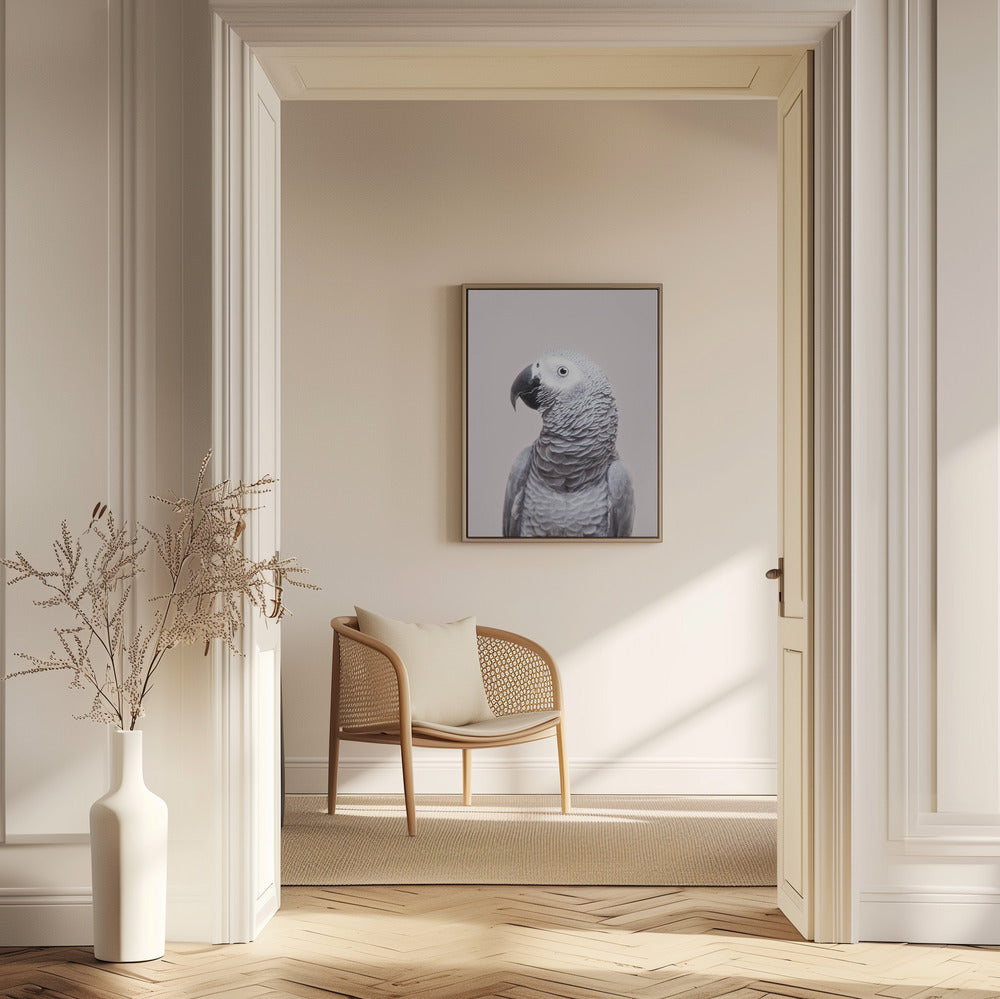 African Grey | Poster