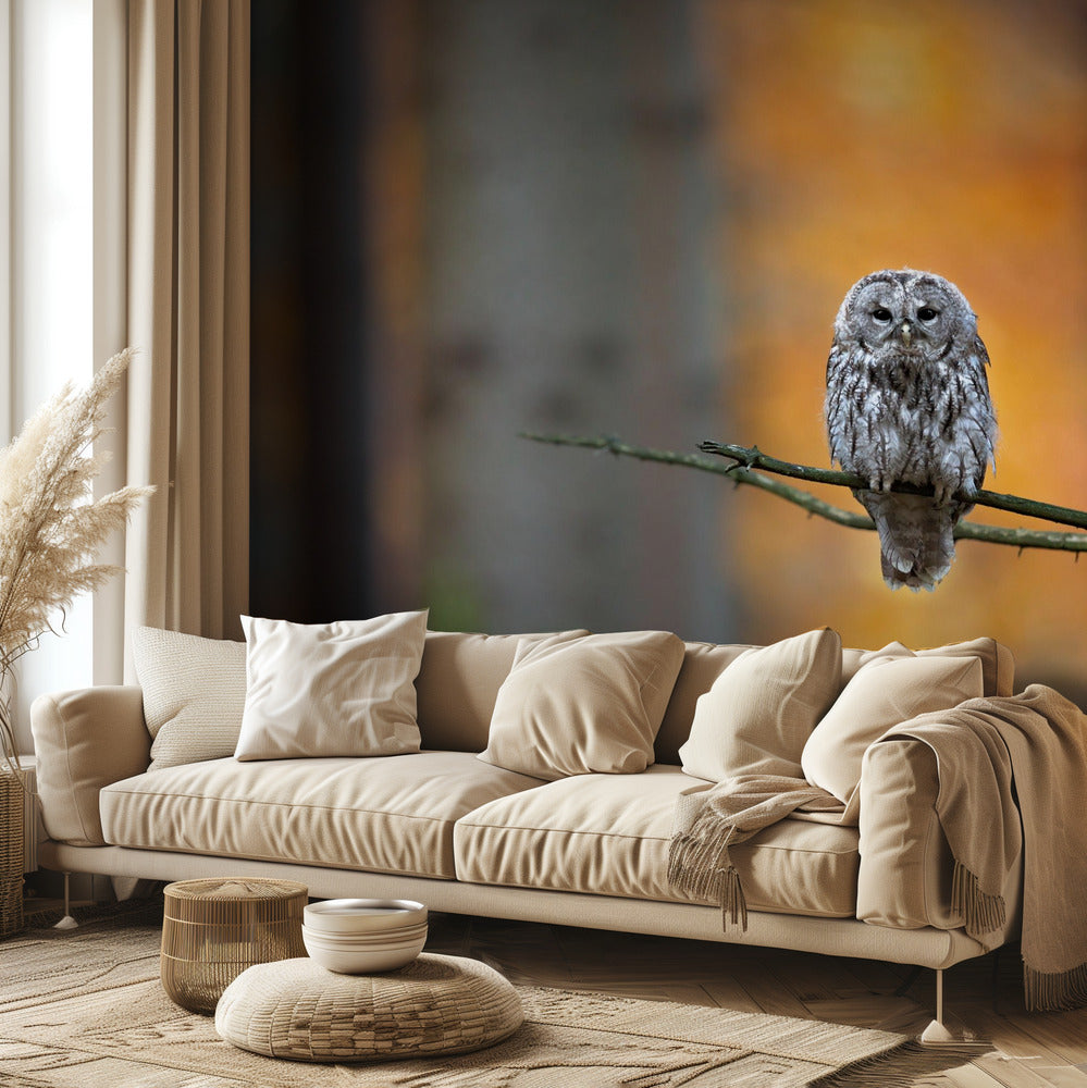 Tawny Owl | Wallpaper