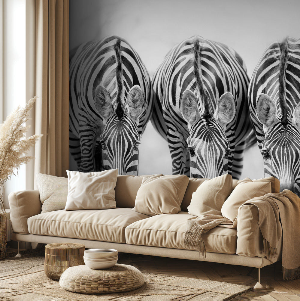 Zebras | Fototapeten