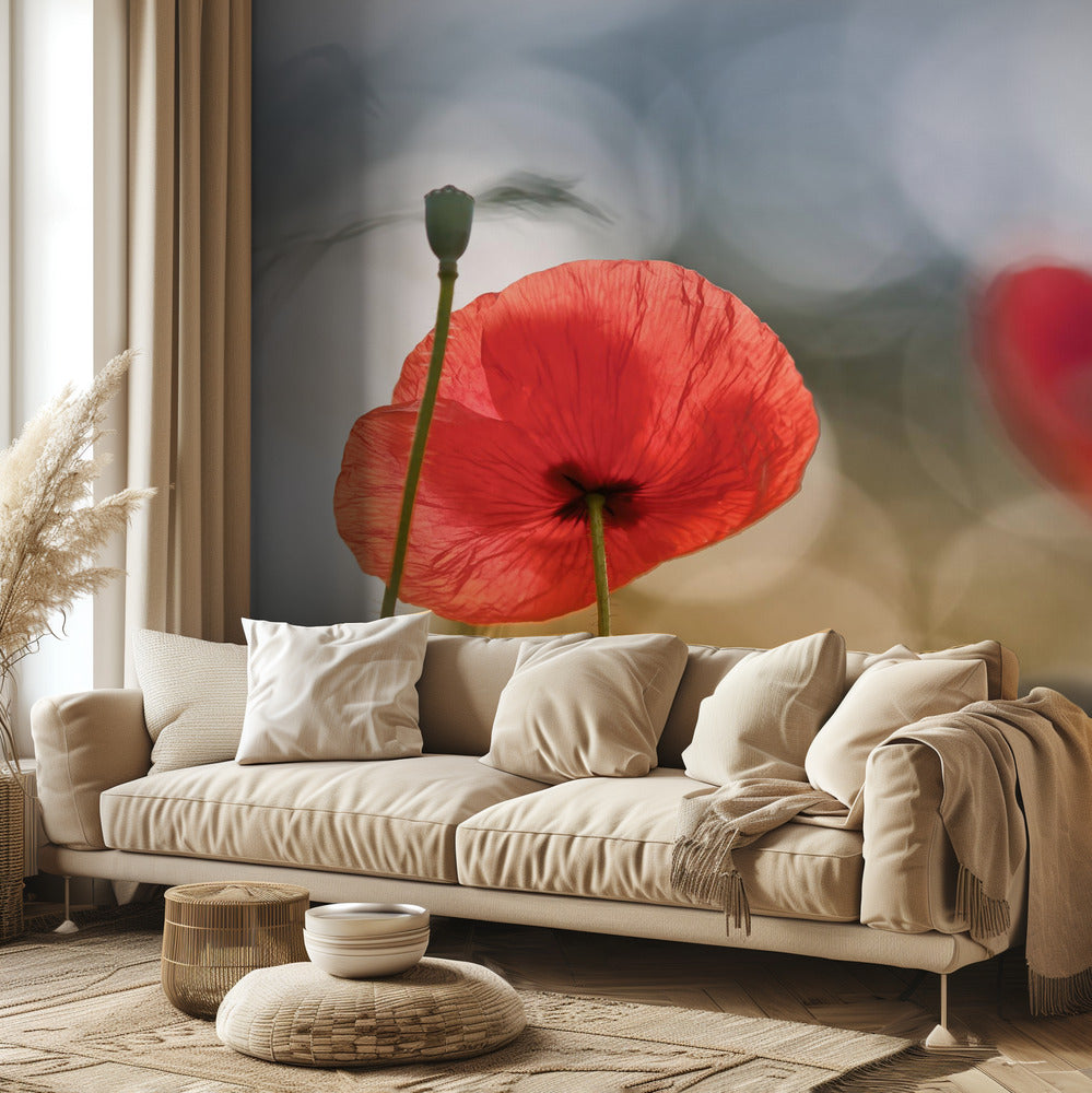 Morgenmohn | Fototapeten