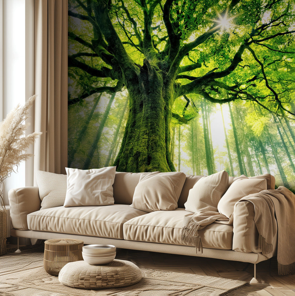 Ponthus' Beech | Wallpaper