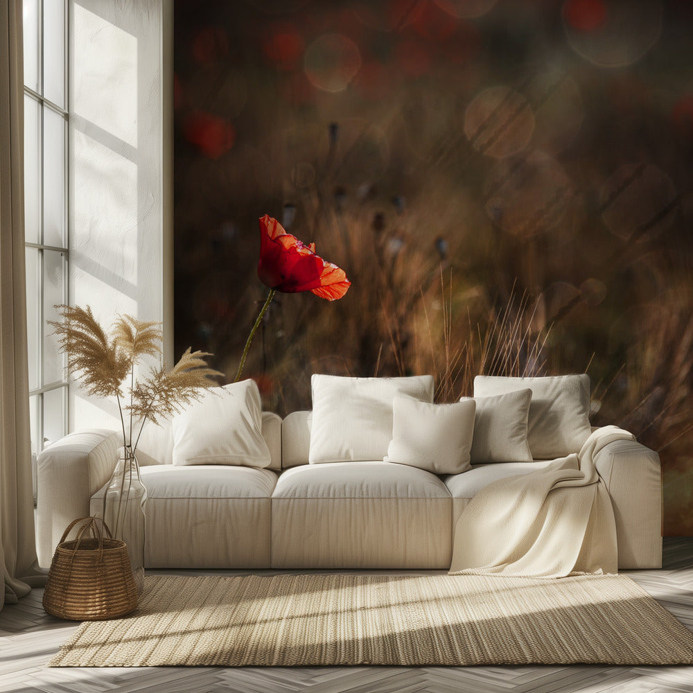 Mohn | Fototapeten