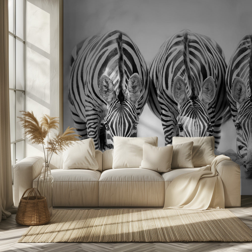 Zebras | Fototapeten