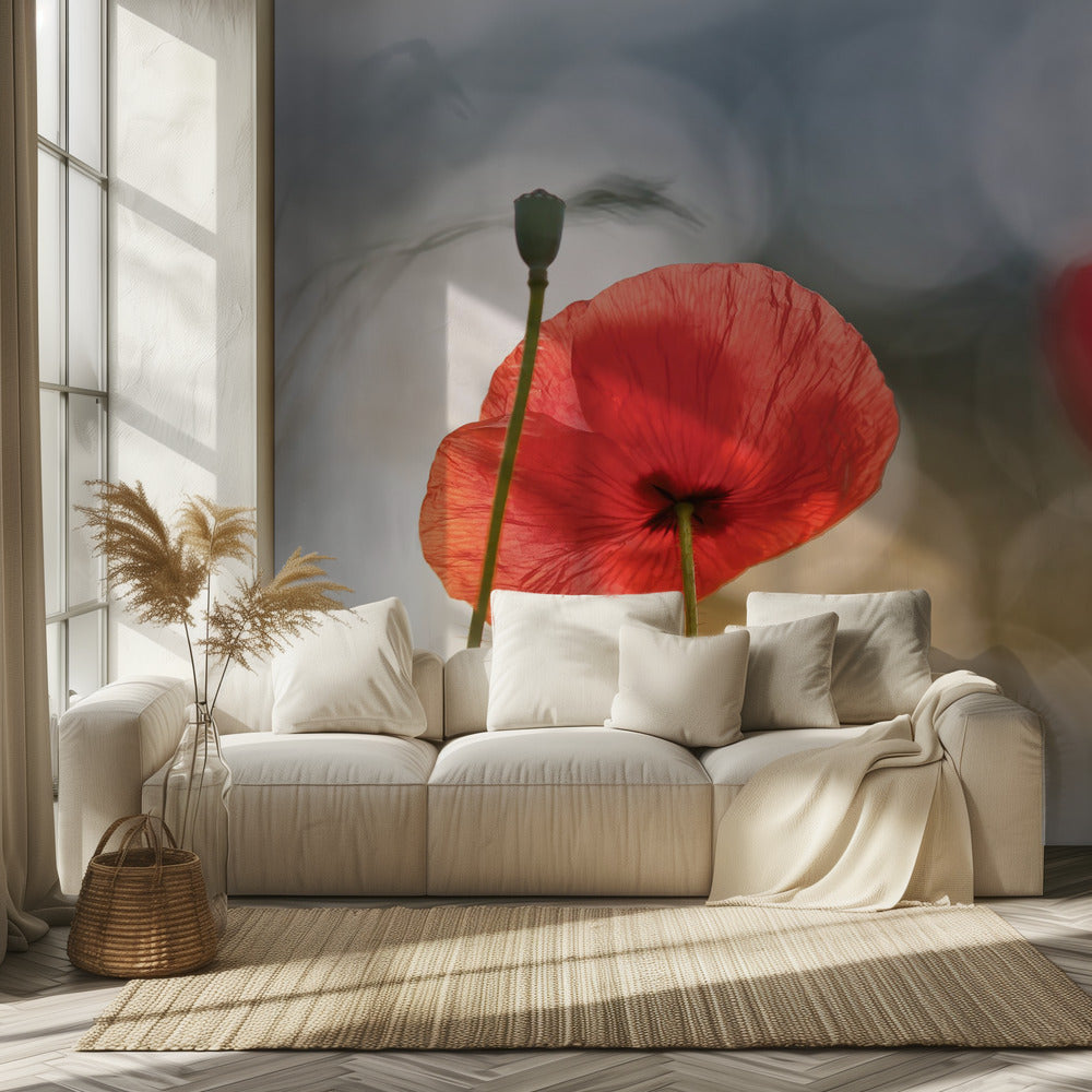Morgenmohn | Fototapeten