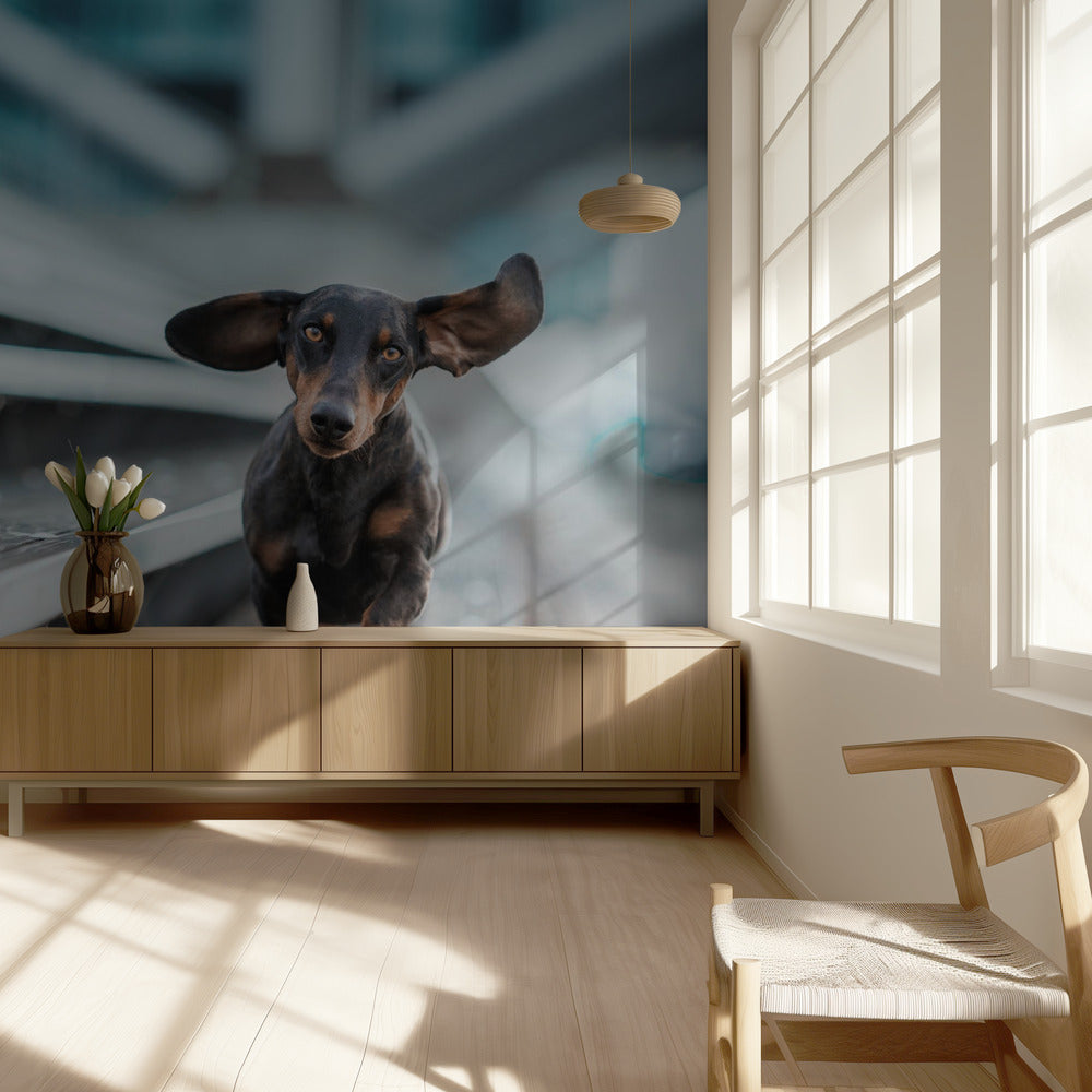 Un cagnolino corre per il mondo.... | Carta da Parati Fotografica