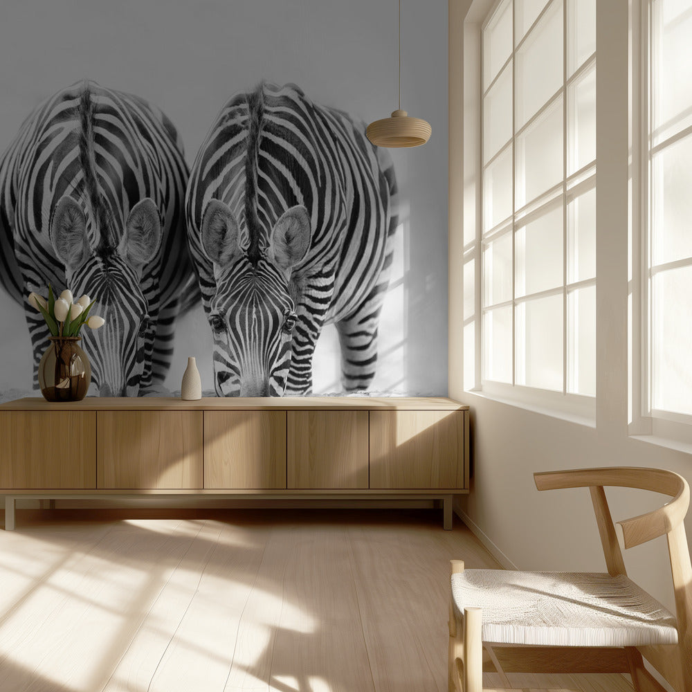 Zebras | Fototapeten