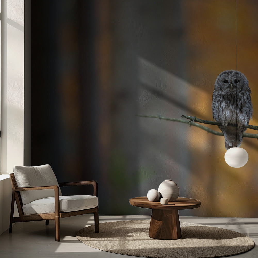 Tawny Owl | Wallpaper