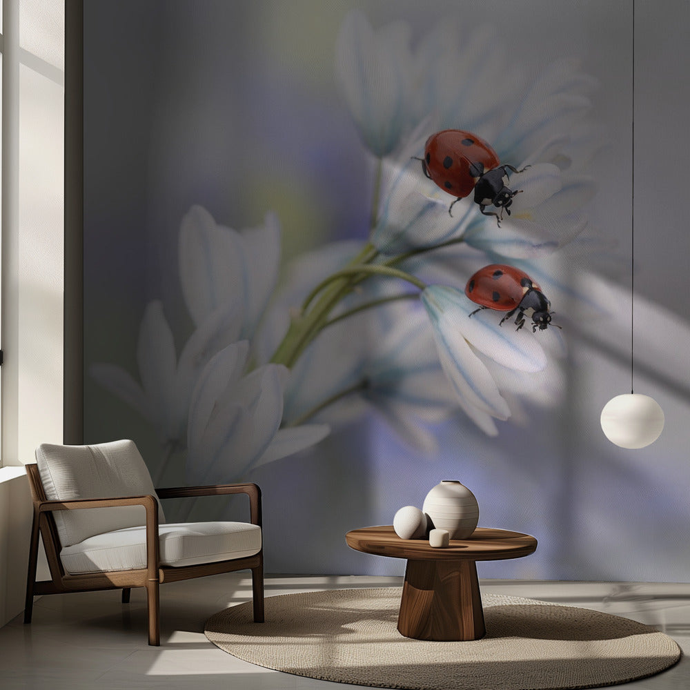Coccinelles | Papier Peint Photo