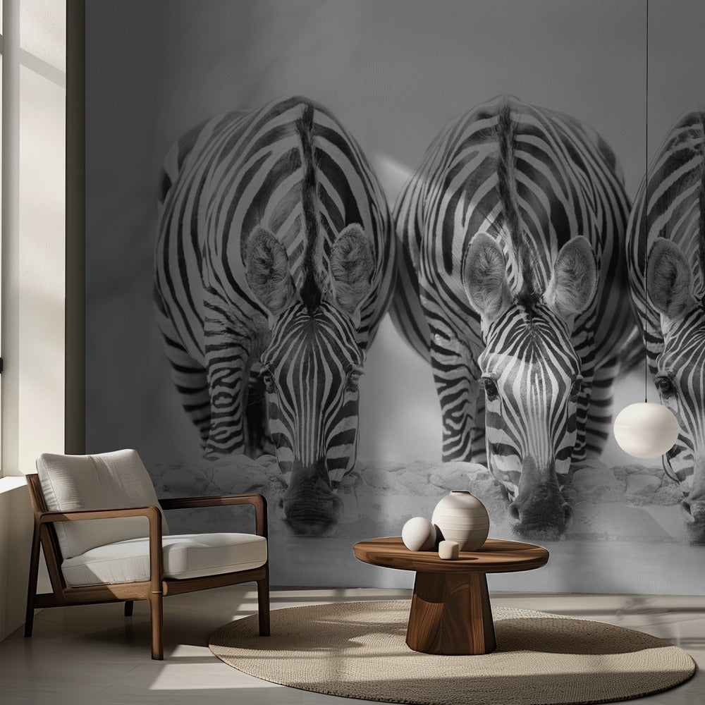 Zebras | Fototapeten