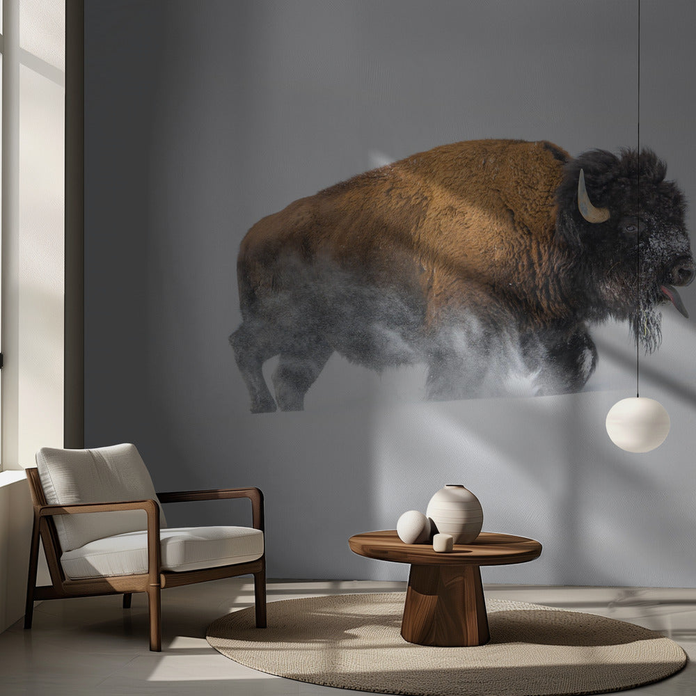 Bison i sneen | Fototapeter