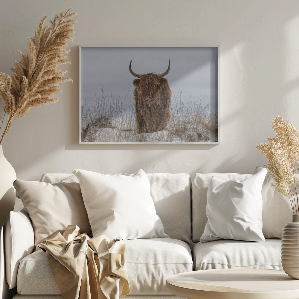 Highlander im Schnee | Poster - Kunstdruck