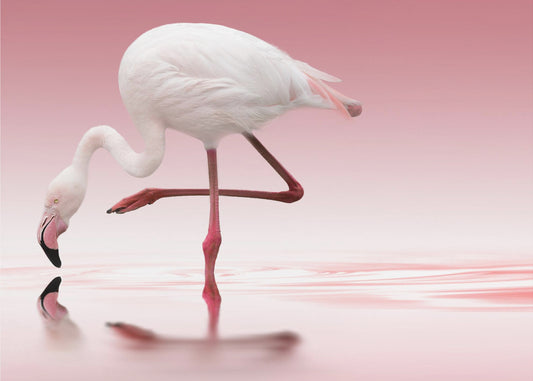 Flamingo | Fototapeten